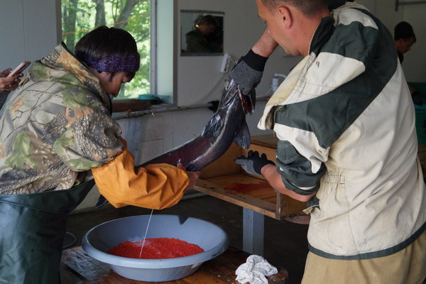 На Камчатских рыбоводных заводах начался сезон закладки икры