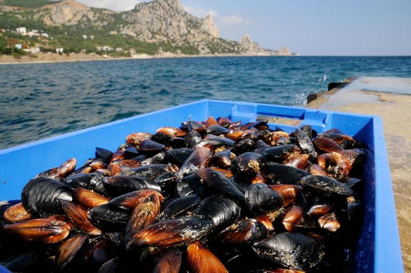 Экспорт продукции аквакультуры в рамках ЕАЭС предлагается лицензировать