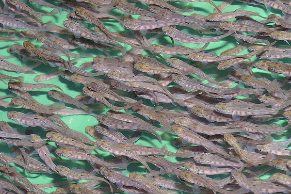 ФАС проанализировала российский рынок рыбопосадочного материала лососевых
