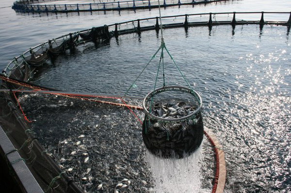Объем производства аквакультурной продукции в I квартале вырос на 30%