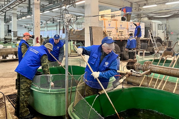 Северный филиал Главрыбвода завершил выпуски ценных видов лососевых рыб