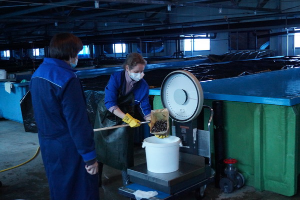 На Малкинском лососевом рыбоводном заводе приступили к завершающей стадии подращивания малька