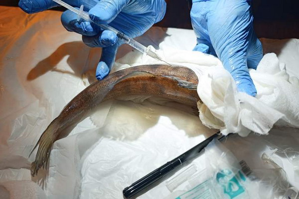 Первые в РФ ДНК-вакцины увеличат производство рыбы