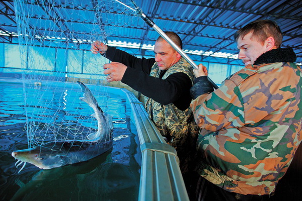 В России может появиться День рыбовода