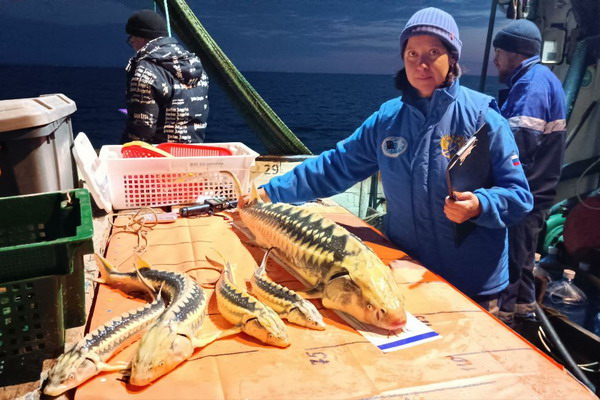 Азовское море может стать главным осетровым морем России