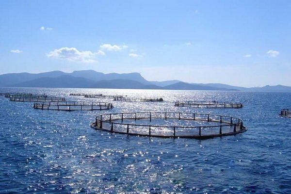 Норвегия и Китай возглавят развитие оффшорной аквакультуры