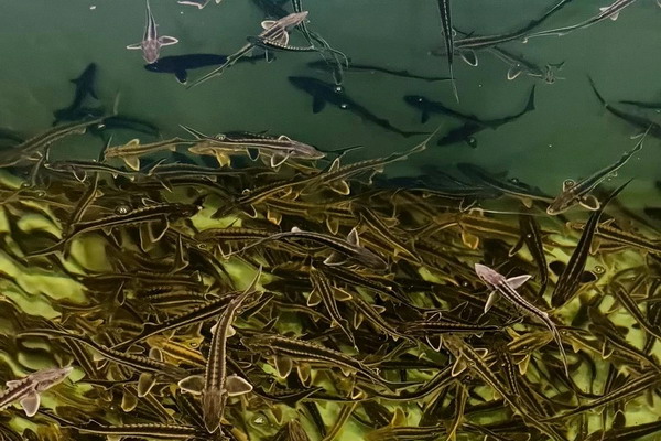 ВНИРО продолжает работу по биотехнологии выращивания молоди рыб