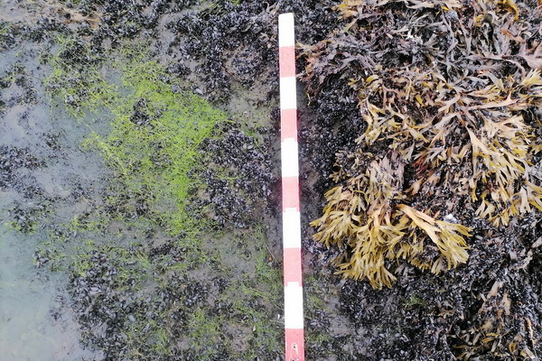 Экологические различия между мидиями помогут подобрать оптимальные условия для их промышленного выращивания