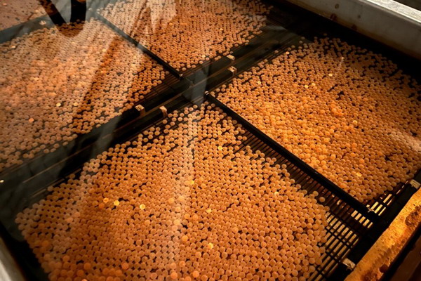 На Солзенском лососевом заводе завершена закладка икры семги на инкубацию