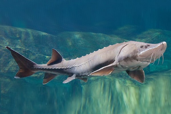 Восстановление популяции: рыбоводы наращивают объемы выпуска молоди белуги в бассейн Азовского моря