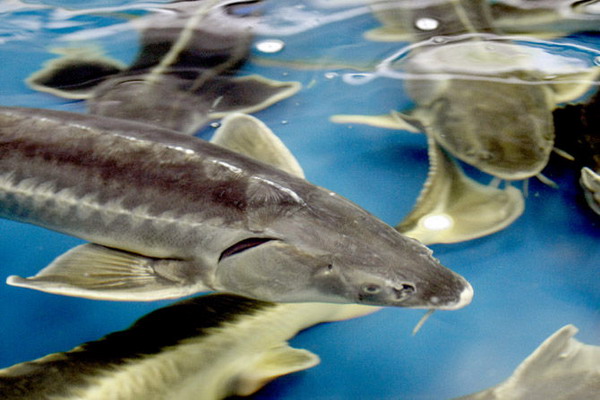 Астраханская область делает ставку на АПК и аквакультуру