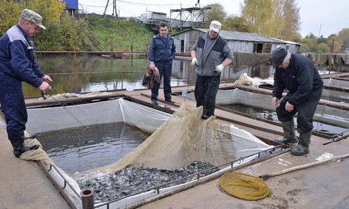 На Южном Урале в промышленном масштабе начнут воспроизводить рыбу особо ценных пород