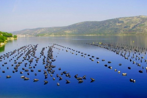 Производство мидий в Краснодарском крае выросло в 1,6 раза