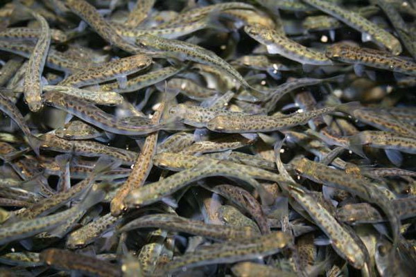 Рыбоводы обеспечивают сохранение популяций тихоокеанских лососей