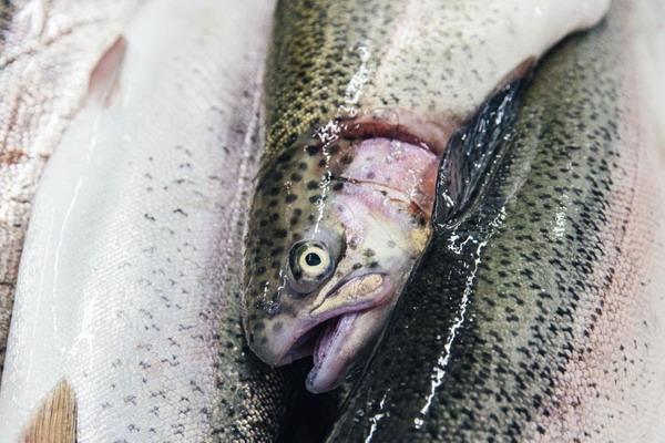 Северная Осетия существенно увеличила производство товарной рыбы
