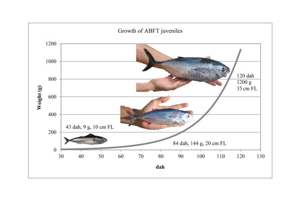 Разрабатан сервис автоматического измерения размеров молоди рыбы