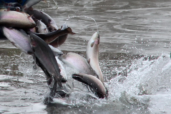 Потребление рыбы в Северном Казахстане в четыре раза ниже среднемирового