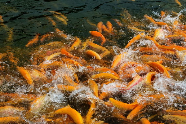 Рыбоводам помогут создать селекционные центры
