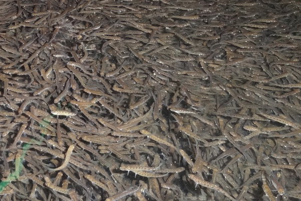 Не менее 800 млн штук молоди тихоокеанских лососей будет выпущено в естественные водоемы Сахалинской области в 2016 году