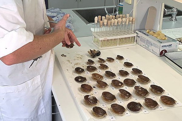 Специалисты ВНИРО проверили здоровье молоди приморского гребешка