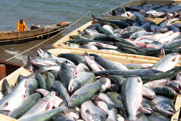 Частным предприятиям аквакультуры на Сахалине предоставят преференции