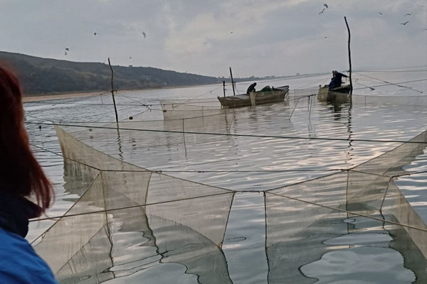 Запасы пиленгаса в Азовском море исследуют ученые ВНИРО Запасы пиленгаса в Азовском море исследуют ученые ВНИРО