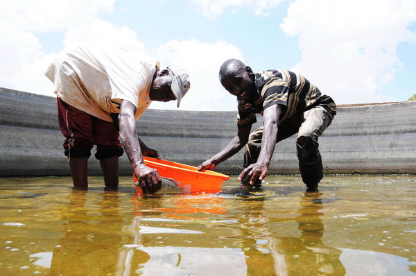 Коронавирус может помочь стимулировать инвестиции в аквакультуру Африки