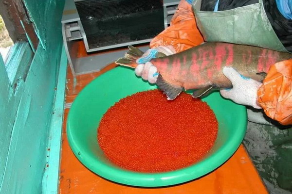 На Сахалине оценили перспективы лососеводства