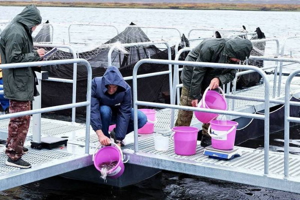 Ямал наращивает объемы искусственного воспроизводства ценных видов рыб
