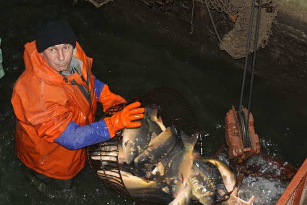 Ростовская область сохраняет лидирующие позиции по производству товарной рыбы на юге России