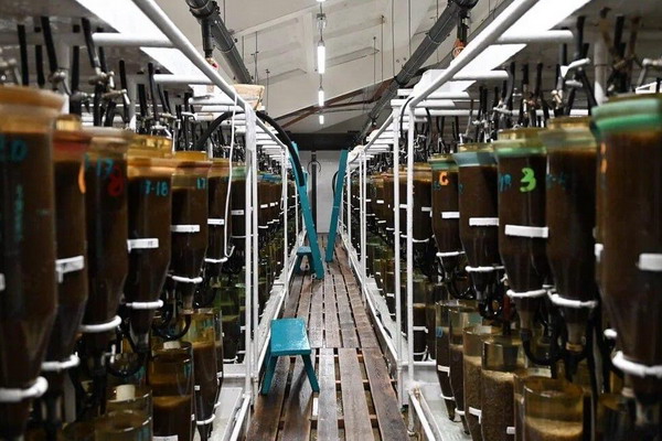 Большереченский омулевый завод в этом году выпустил рекордный объем омуля за пятилетку