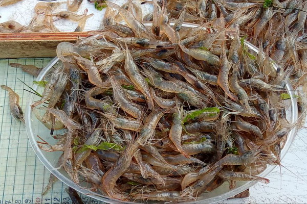 Десятилетие осолонения Азовского моря. Время подвести итоги