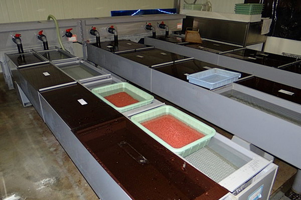 Заводами Главрыбвода на Камчатке заложено на инкубацию почти 63 млн штук лососевой икры