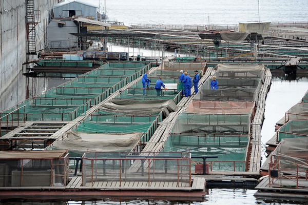 В Астраханской области развивается кластер аквакультуры и рыбного хозяйства