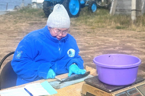 Масштабные исследования нерестового хода байкальского омуля