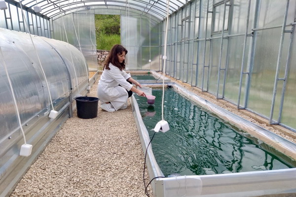 В Севастополе разработают технологию промышленного производства хлореллы для юга России