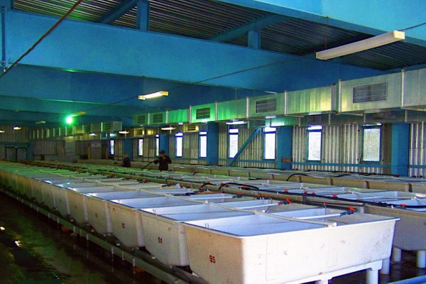 Рыбоводные заводы Каспийского филиала Главрыбвода готовятся к новому сезону