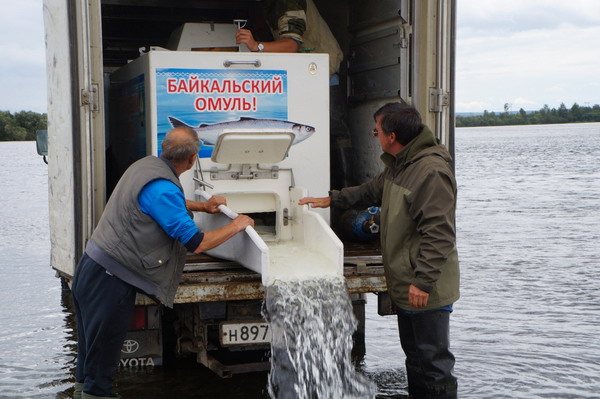 В Росрыболовстве обсудили результаты программы по восстановлению запаса омуля на Байкале