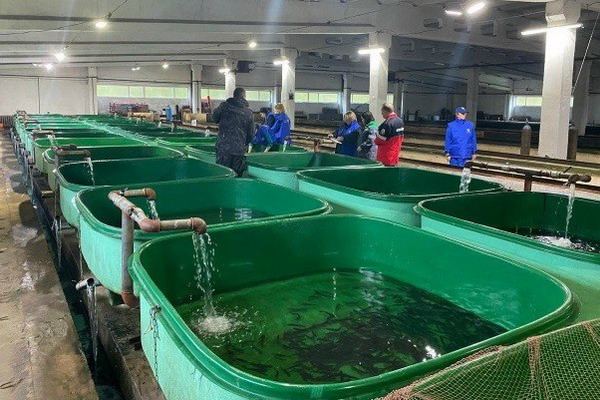 Более 312 тыс. молоди лососевых рыб выпущено в реки Архангельской области в 2025 году