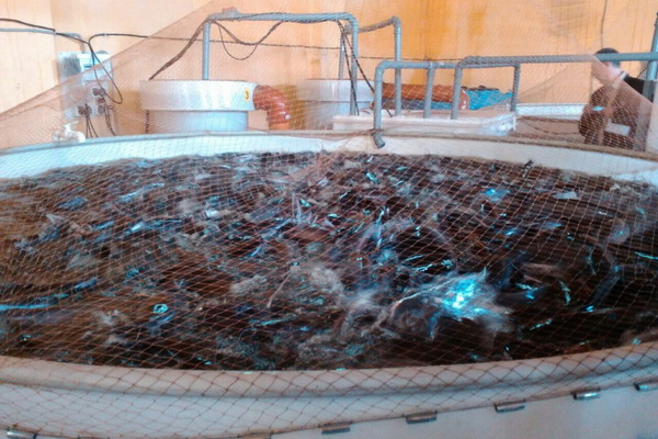 Пензенские рыбоводы изучили производство мраморного сома