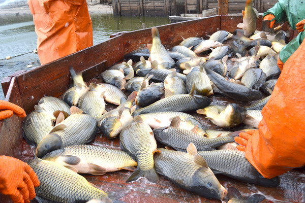 Предлагается решение проблемы рыбоводного использования прудов на водотоках