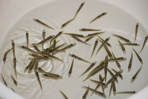 Специалисты ВНИРО осуществили экспериментальный выпуск молоди щуки в Щёкинское водохранилище