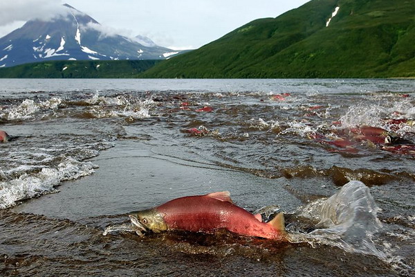 На поддержку производства лосося направят 15 млрд рублей
