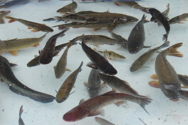Министерство упорядочит племенную работу в рыбоводстве
