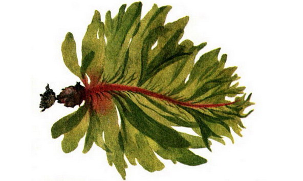 Ундария перистая (вакамэ)