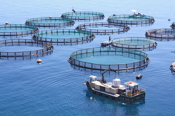 Рост аквакультуры в Японии подстегнул развитие новых технологий