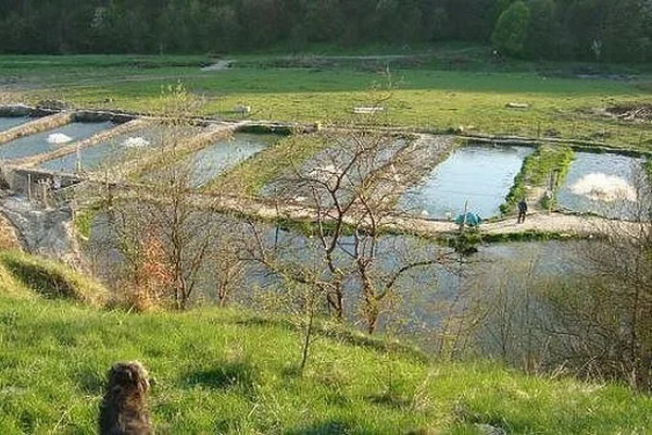 Прудовые хозяйства ищут пути к эффективности