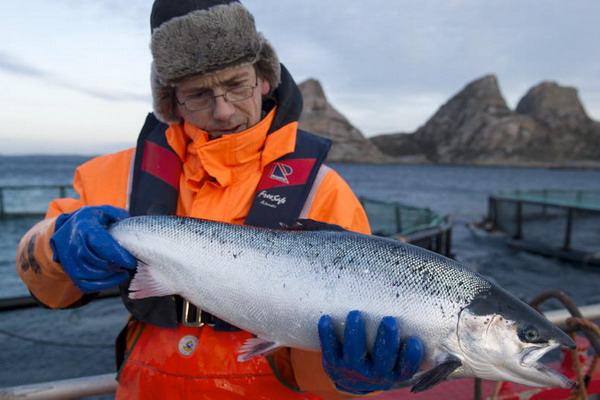 Норвежский экспорт лосося начал год с очередного рекорда