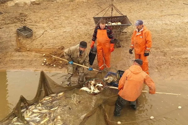 Объем производства товарной аквакультуры в Нижегородской области по итогам 2025 года достиг 682 тонн