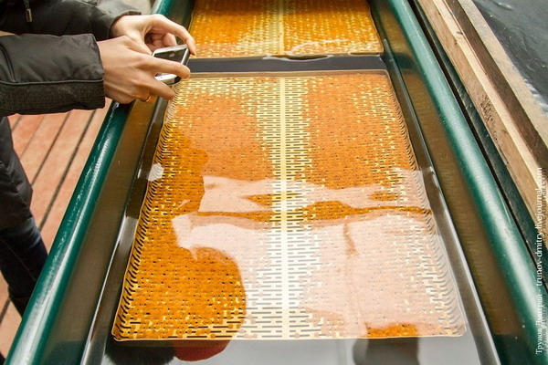 Спасти онежского лосося